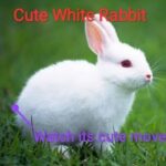 Lovely White Rabbit || Rabbit Dance || Lovely Rabbit || White Rabbit🐰|| Cute Rabbit || 🐇 Cute Pets
