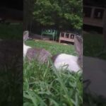 Baby bunnies playing in the grass