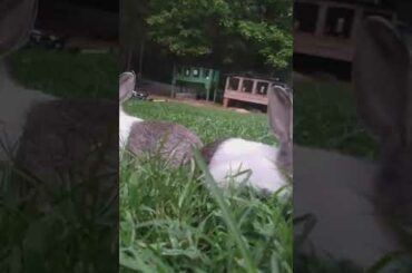 Baby bunnies playing in the grass