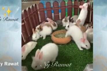 #Baby bunny What are the signs of a happy rabbit 🐇