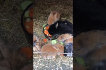 Cute baby bunnies!