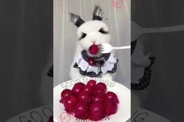 Cutest bunny chewing and enjoying | why are baby animals so cute