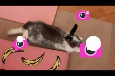 Cute Bunny Chilling
