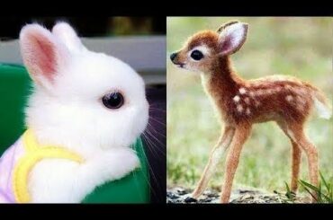 Cutest Animals! Cute baby animals Videos Compilation cute moment of the animals #2