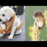 Cutest Animals! Cute baby animals Videos Compilation cute moment of the animals #5