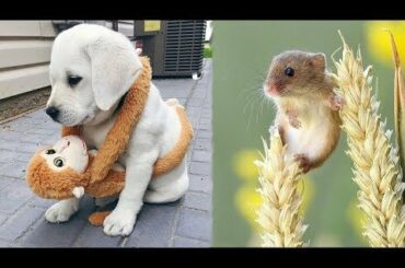 Cutest Animals! Cute baby animals Videos Compilation cute moment of the animals #5