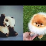 Cutest Animals! Cute baby animals Videos Compilation cute moment of the animals #3