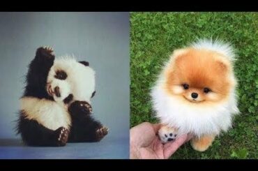 Cutest Animals! Cute baby animals Videos Compilation cute moment of the animals #3