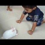 Kids with baby Rabbits