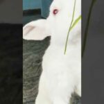 Baby Rabbit And Big Bunny | The Natural Beauty Cute Rabbit Eating Bunny Small Baby | BUNNY MASTER