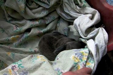 baby rabbit drink milk