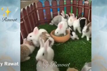 #Baby Rabbit# What is a cute little bunny called