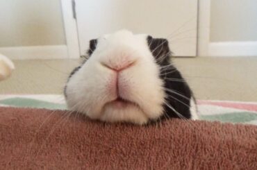 Rabbit falls asleep on his way up to bed