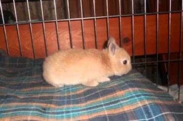 baby bunny's growing up!