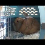 Baby bunnies' homecoming..mp4