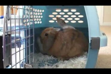 Baby bunnies' homecoming..mp4