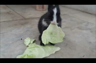 Baby bunnies eating |  Satisfying video | The hungry bunnies