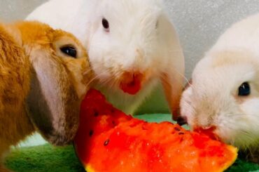 Bunnies Eating Watermelon 🍉 Rabbits Eating ASMR