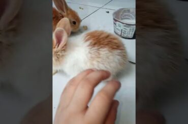Is it cute baby  bunny😘