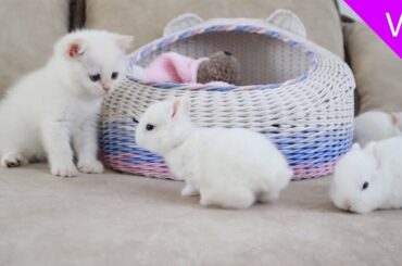 These Cute White kitten and tiny bunnies Will Melt Your Heart❤️