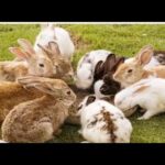 Cute Baby Bunny Rabbit Video Compilation 🐇🐇