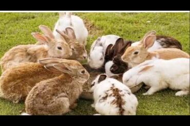 Cute Baby Bunny Rabbit Video Compilation 🐇🐇