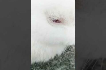 Baby Rabbit And Big Bunny | The Natural Beauty Cute Rabbit Eating Bunny Small Baby | BUNNY MASTER
