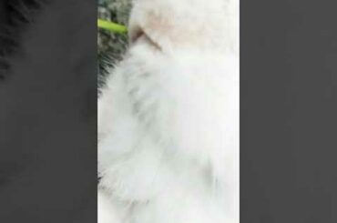 Baby Rabbit And Big Bunny | The Natural Beauty Cute Rabbit Eating Bunny Small Baby | BUNNY MASTER