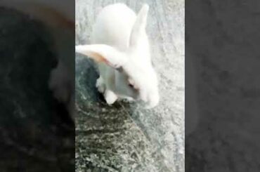 Baby Rabbit And Big Bunny | The Natural Beauty Cute Rabbit Eating Bunny Small Baby | BUNNY MASTER