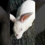 Baby Rabbit And Big Bunny | The Natural Beauty Cute Rabbit Eating Bunny Small Baby | BUNNY MASTER