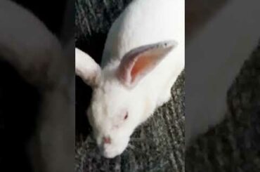 Baby Rabbit And Big Bunny | The Natural Beauty Cute Rabbit Eating Bunny Small Baby | BUNNY MASTER