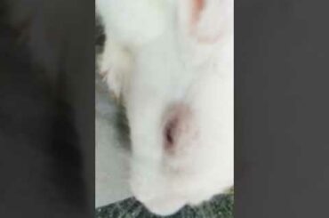 Baby Rabbit And Big Bunny | The Natural Beauty Cute Rabbit Eating Bunny Small Baby | BUNNY MASTER