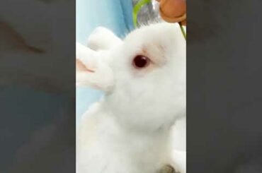 Baby Rabbit And Big Bunny | The Natural Beauty Cute Rabbit Eating Bunny Small Baby | BUNNY MASTER
