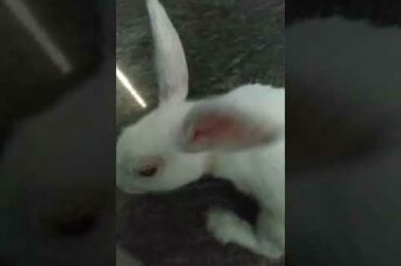 Baby Rabbit And Big Bunny | The Natural Beauty Cute Rabbit Eating Bunny Small Baby | BUNNY MASTER