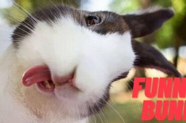 Funny and Cute Bunny Rabbit Videos - Rabbit Animal Video Compilation