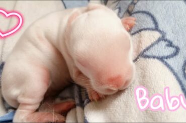 Little Baby Bunny! 💕