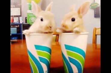 Cutest Bunnies Compilation - Short Videos