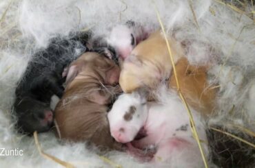 Rabbit babies at five days old