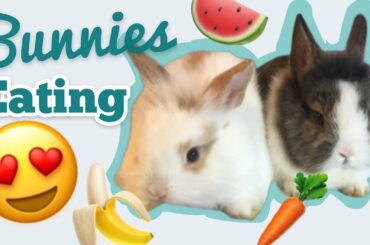 Cute Rabbit Eating | Bunny Compilation Videoclips