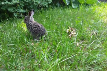Baby rabbit on lawn!