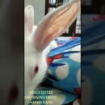 Funny😂and cute baby Bunny rabbit😂🤣