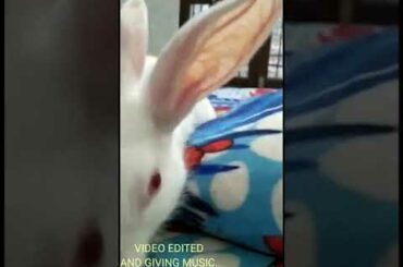 Funny😂and cute baby Bunny rabbit😂🤣