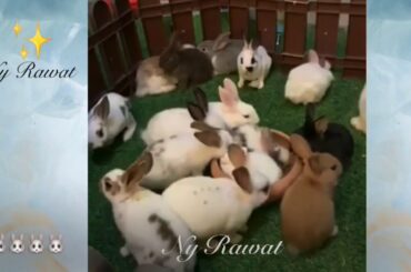 Baby rabbit food List# What do baby bunnies eat 🐇🐇