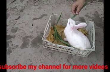 rabbit feeding