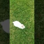 Cute bunny rabbit playing in the grass