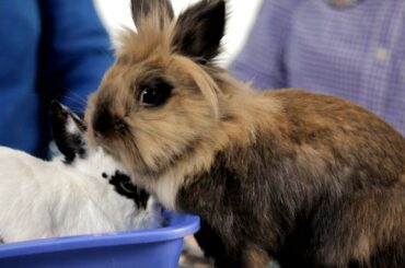 Why It's Dangerous to Keep Rabbit Outside | Pet Rabbits