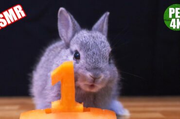 ep2 - ASMR 🐰 Cute Baby Rabbit Eating Animal 1 Carrot 🥕 [PET4K]