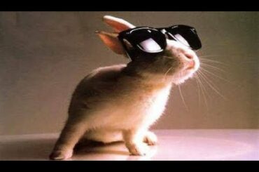 Ten of the Funniest, Cutest and Most Lovable Bunnies You Are Ever Going to See