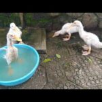 Baby ducks bath