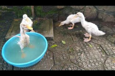 Baby ducks bath